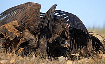 European Black vultures (Aegypius monachus) feeding, Spain, December