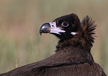 European Black vulture (Aegypius monachus) portrait, Spain, December