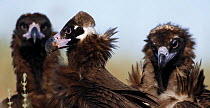 Group of three Black vultures (Aegypius monachus) Spain, December