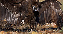 European black vulture (Aegypius monachus) looking aggressive, Spain, December