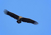 European black vulture (Aegypius monachus) in flight, Spain, December