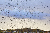 Large flock of Brambling (Fringilla montifringilla) in flight, Helsinki, Finland, October