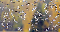 Large flock of Brambling (Fringilla montifringilla) in flight, Helsinki, Finland, October