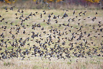 Large flock of Brambling (Fringilla montifringilla) in flight over field, Helsinki, Finland, October