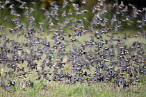 Large flock of Brambling (Fringilla montifringilla) in flight over field, Helsinki, Finland, October