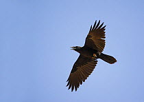 Brown-necked / Common raven (Corvus corax) in flight, calling, Oman, November