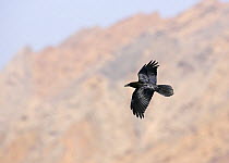 Brown-necked / Common raven (Corvus corax) in flight, calling, Oman, November