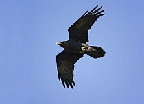 Brown-necked / Common raven (Corvus corax) in flight, Oman, November