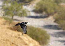 Brown-necked / Common raven (Corvus corax) in flight over landscape, Oman, November