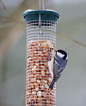 Coal tit (Periparus ater) feeding on peanuts from bird feeder, Finland, digitally manipulated