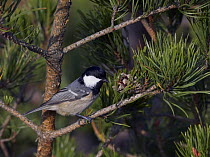 Coal tit (Periparus ater) perched in pine tree, Finland, November