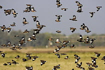 Flock of Common myna (Acridotheres tristis) in flight, Oman, March