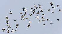 Flock of Common myna (Acridotheres tristis) in flight, Oman, March, digitally manipulated