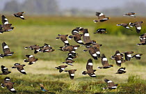 Flock of Common myna (Acridotheres tristis) in flight, Oman, March