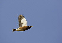 Common myna (Acridotheres tristis) in flight, Oman, March