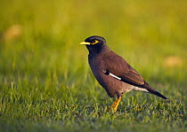 Common myna (Acridotheres tristis) perched on grass, Oman, March