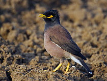 Common myna (Acridotheres tristis) perched on ground, Oman, March