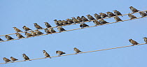 Flock of Common starling (Sturnus vulgaris) perched on wires, Helsinki, Finland, September