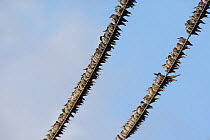 Flock of Common starling (Sturnus vulgaris) perched on wires, Helsinki, Finland, September