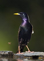 Common starling (Sturnus vulgaris) portrait, Hungary, May
