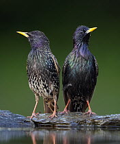 Two Common starling (Sturnus vulgaris) perched at water, Hungary, May