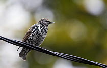 Common starling (Sturnus vulgaris) perched on wire, Finland, October