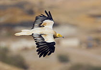 Egyptian vulture (Neophron percnopterus) in flight, Oman, November