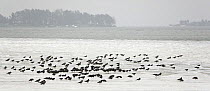 Mixed flock of Hooded crow (Corvus cornix) and Eurasian jackdaw (Corvus monedula) feeding on field in snow, Helsinki, Finland, January 2008