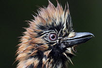 Eurasian Jay (Garrulus glandarius) head portrait after bathing, Hungary, May