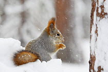 Eurasian red squirrel (Sciurus vulgaris) in snow, Kuusamo, Finland, February