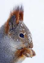 Eurasian red squirrel (Sciurus vulgaris) portrait in snow, Kuusamo, Finland, February