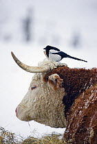 European Magpie (Pica pica) perched on cow's head, Helsinki, Finland, March