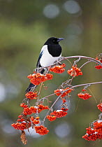 European Magpie (Pica pica) perched on Rowan berries, Helsinki, Finland, February