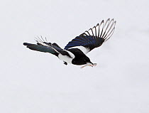 European Magpie (Pica pica) in flight carrying fish prey in beak, Kuusamo, Finland, April