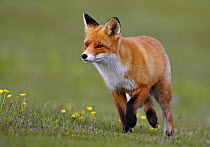 Red fox (Vulpes vulpes) Norway, July