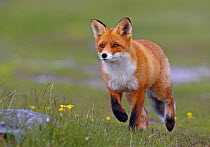 Fox (Vulpes vulpes) Norway, July