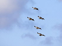 Griffon vulture (Gyps fulvus) five in flight, Spain, December