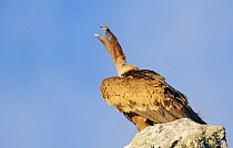 Griffon vulture (Gyps fulvus) perched on rock, vocalising, Spain, December, digitally manipulated