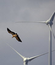 Griffon vulture (Gyps fulvus) in flight near wind turbines, Spain, September