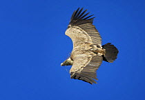 Griffon vulture (Gyps fulvus) in flight, carrying nest material in beak, Spain, December