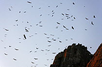 Flock of Griffon vulture (Gyps fulvus) in flight, soaring on thermals, Spain, December