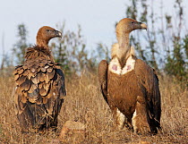 Griffon vulture (Gyps fulvus) pair on ground, Spain, December