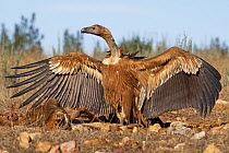 Griffon vulture (Gyps fulvus) with wings spread, Spain, December