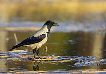 Hooded crow (Corvus cornix) at water, Finland, May
