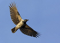Hooded crow (Corvus cornix) in flight, Finland, November