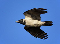 Hooded crow (Corvus cornix) in flight, Finland, November