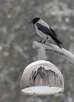 Hooded crow (Corvus cornix) perched on lamp in snow, Helsinki, Finland, March