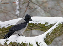 Hooded crow (Corvus cornix) perched in snow, Finland, March