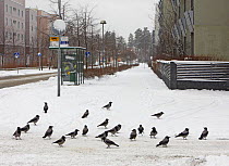 Flock of Hooded crow (Corvus cornix) on street in snow, Helsinki, Finland, March 2008