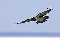 Hooded crow (Corvus cornix) in flight, Finland, April